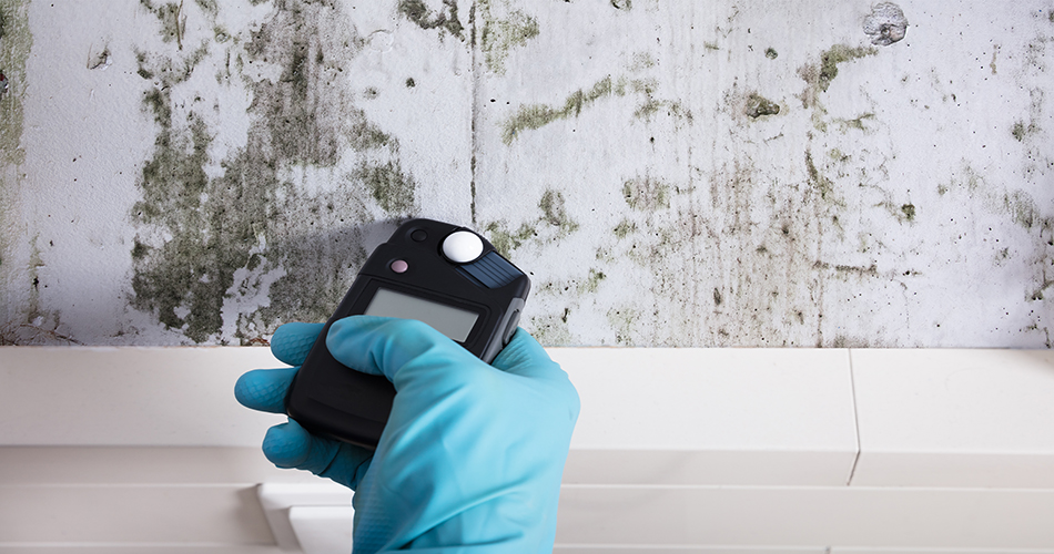 mold inspections